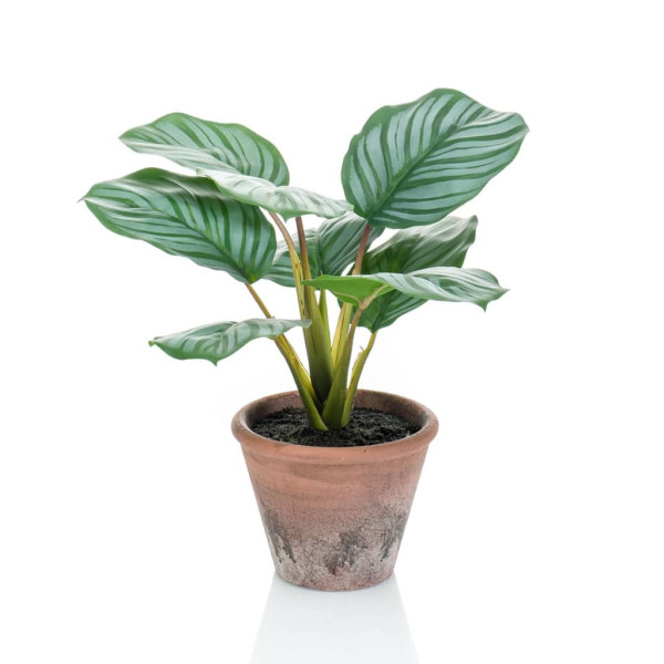 Emerald Calathea Orbifolia artificial Terra em pote 32 cm D