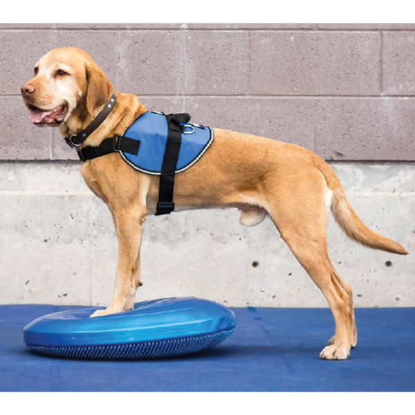 FitPAWS Disco de equilíbrio azul para animais de estimação 36 cm D